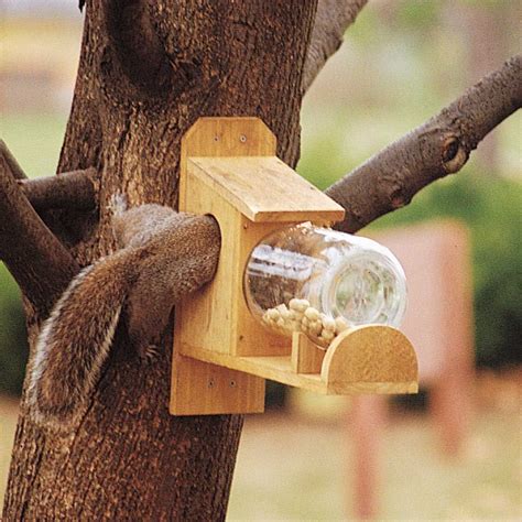 entertaining squirrel feeder half way | Squirrel feeder, Squirrel ...