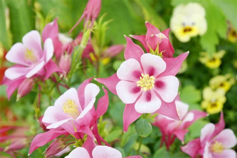 Columbine: How to Grow and Care with Success