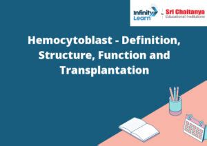 Hemocytoblast - Definition, Structure, Function and Transplantation ...