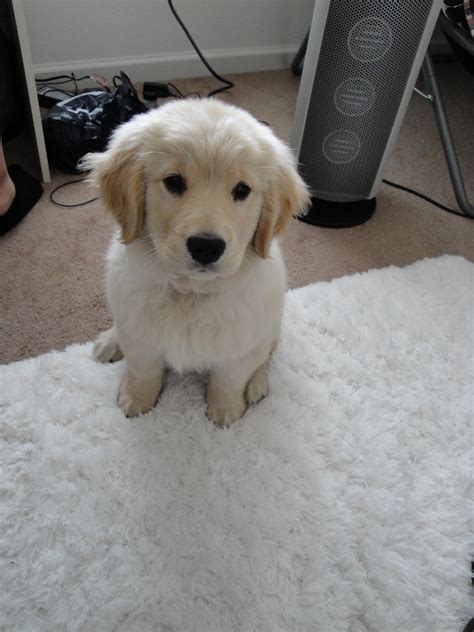 File:Golden Retriever puppy 2010.jpg - Wikimedia Commons