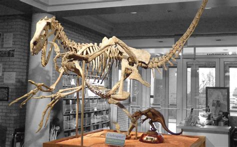 Utahraptor | Paleontology | Prehistoric Museum | Eastern | USU