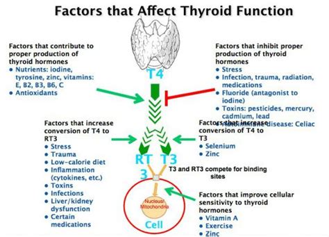 Are you suffering from low T3 or hypothyroid symptoms? If so, then it ...