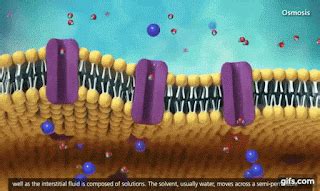 Biología1 C201: Transporte de Sustancias