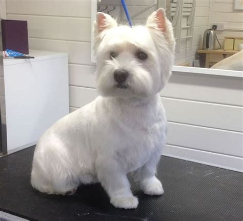 westie haircuts Gallery | Westie puppies, Westie dogs, Westie terrier