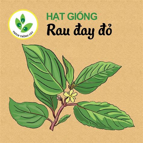 Hạt giống rau Đay đỏ