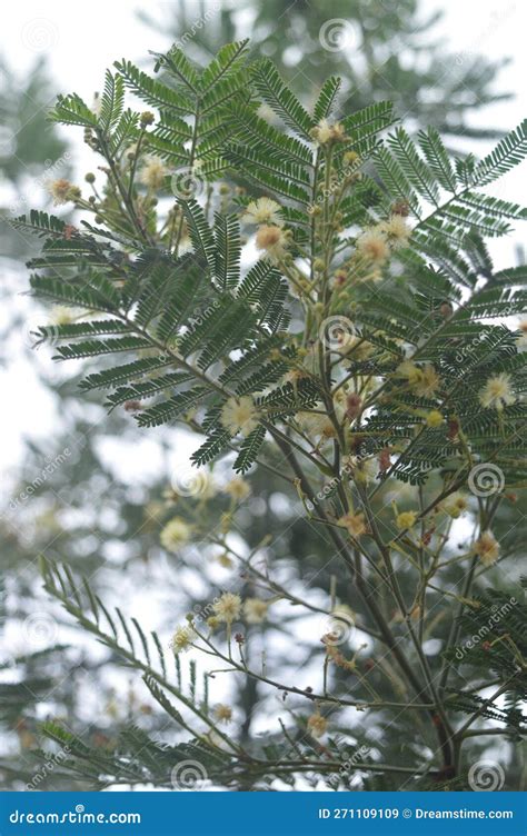 The Flowers of the Samanea Saman Tree Stock Image - Image of winter ...