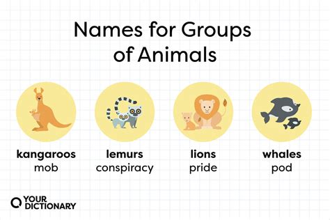 List of Names for Groups of Animals: A Complete Glossary | YourDictionary