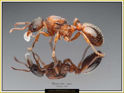 ~ Formicidae (ants)