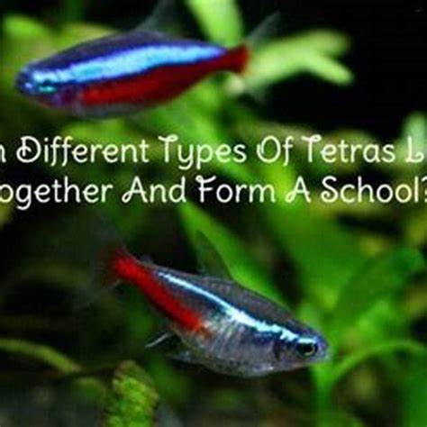 Will different types of fish school together? - DIY Seattle