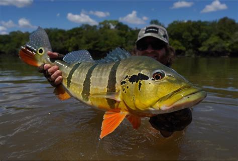 How Big Do Peacock Bass Get? (With Average and Record Weights)