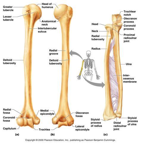 Arm Bone Diagram Labeled