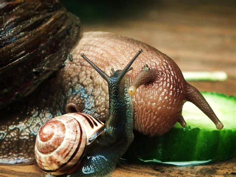 Giant African land snail and your common UK garden snail | Giant ...