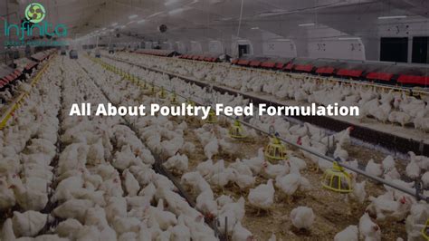 Complete Guide About Poultry Feed Formulation | Infinita Biotech