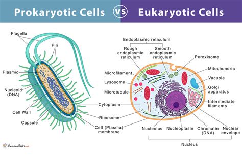 34 prokaryotes vs eukaryotes venn diagram worksheet - Diagram Resource