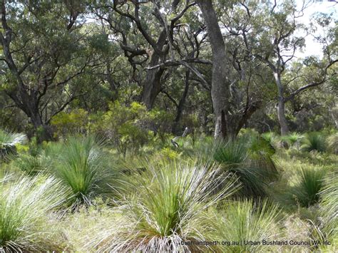 Science and Conservation Jobs Stimulus - Urban Bushland Council WA