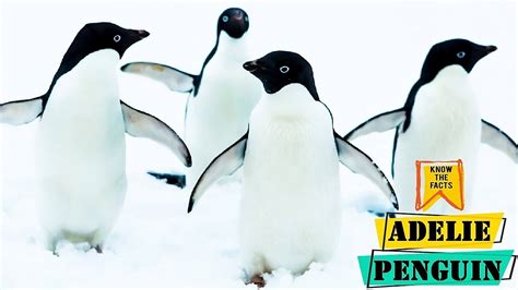 Adelie Penguin - Amazing Adaptations of Adelie Penguins - YouTube