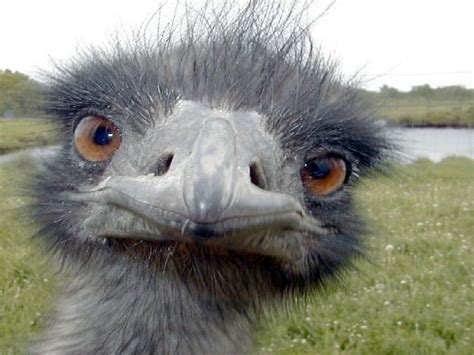 Awesome emu! | Photo animaux, Image drole animaux, Animaux drôles