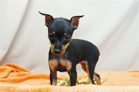 53+ Miniature Doberman Pinscher Chihuahua Mix For Sale Picture ...