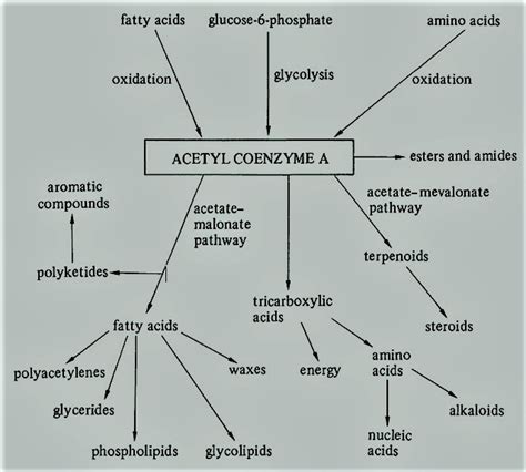 The acetyl coenzyme a metabolie process. | Download Scientific Diagram