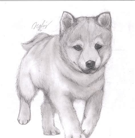 Puppy Drawing Art - Drawing Skill