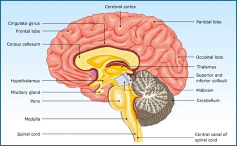 Physiological functions of Cerebral cortex | Veterinary Physiology