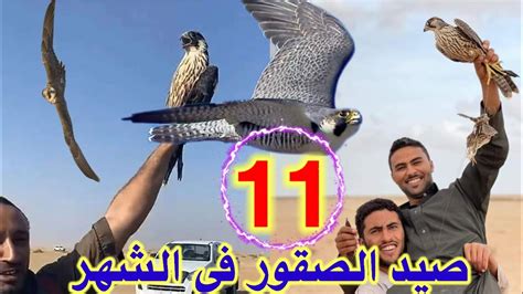 صيد الصقور في الشهر 11 صيد النوادر - YouTube