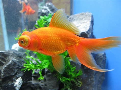 Poisson rouge : aquarium, nourriture et conseils