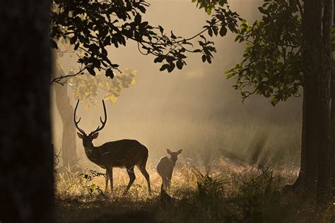 Chital Deer - Francis J Taylor Photography