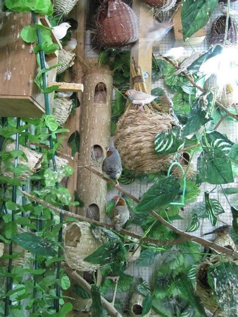 Breeding Zebra Finches In Aviary - Breeding Mania