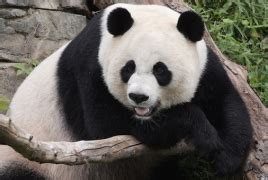 Giant panda cub born at Smithsonian National Zoo - PanARMENIAN.Net