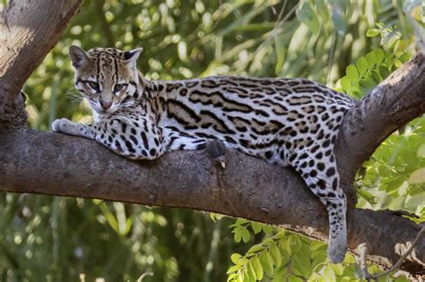 Texas has 60 ocelots left. Let’s save them. [Opinion]