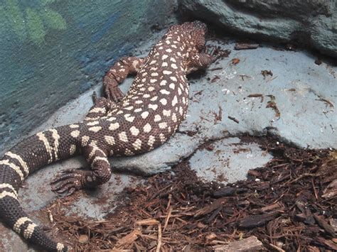 Mexican Beaded Lizard – Daniel’s Animals