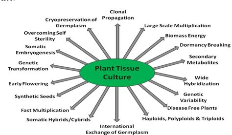 [PDF] Trends in the use of tissue culture, applications and future ...