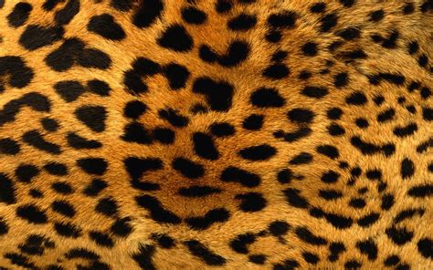 Fotos de piel de leopardo - Imagui