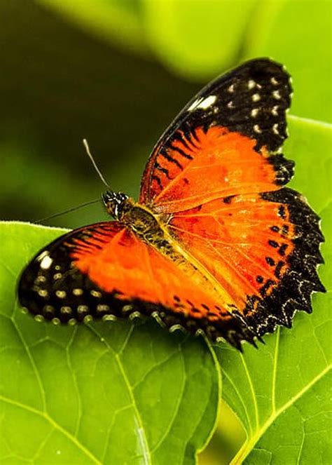 Red Lacewing Butterfly Greeting Card for Sale by Teri Virbickis ...