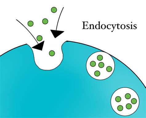 Endocytosis and Exocytosis Tutorial | Sophia Learning