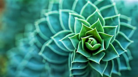 Succulent Desktop Wallpaper - Nature, Plants, Cactus, Flowers ...