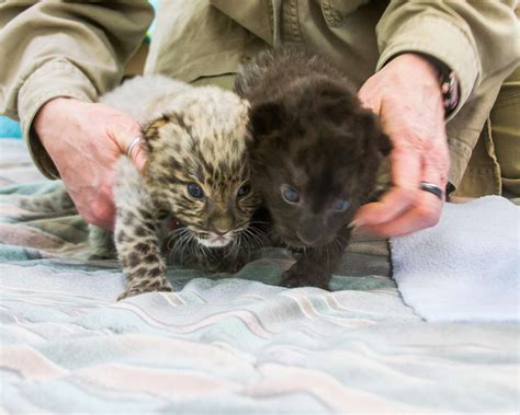 Rare Amur Leopard Cubs Born at Connecticut's Beardsley Zoo