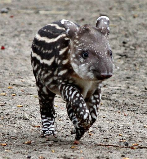 Tired Tapir Calf Takes a Break at Artis Zoo - ZooBorns