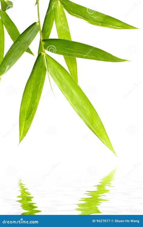 Bamboo Leaf Royalty Free Stock Photography - Image: 9627077