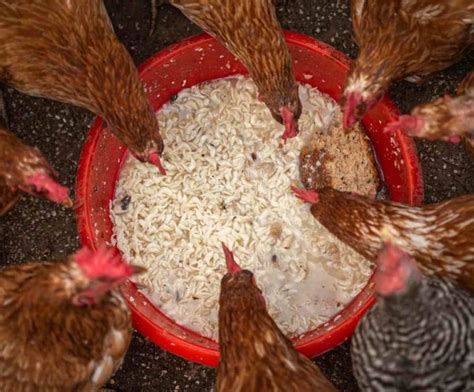 Poultry Feed Ingredients, Types of Poultry Feed Guide | Agri Farming