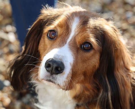 Kooikerhondje Dog Breed Information, Pictures, Characteristics & Facts ...