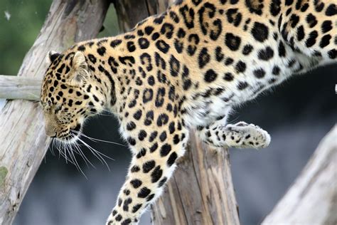 Leopard Spotted Cat - Free photo on Pixabay