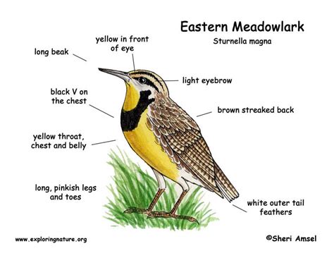 Meadowlark (Eastern)