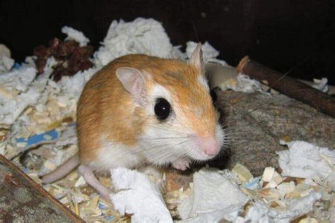 Gerbil Breeds: 8 Types Of Gerbils & Their Characteristics