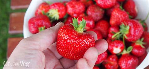 Strawberry Growing Masterclass: My Top Tips for Huge Harvests