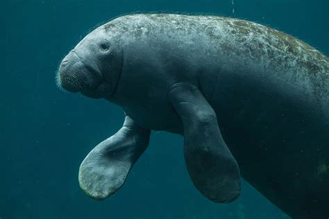 Manatee | San Diego Zoo Animals & Plants