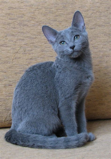 Russian 'blue' cat . | Russian blue cat personality, Cat breeds, Cat ...