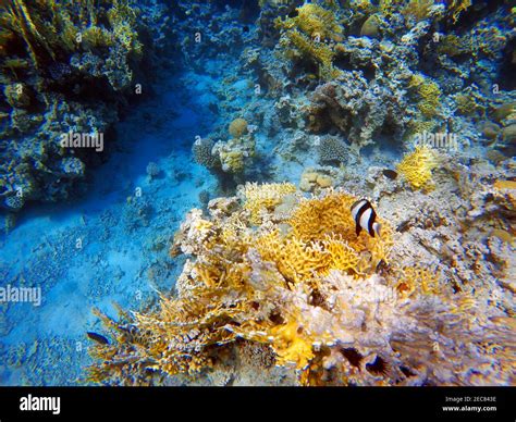 Gulf of aqaba coral hi-res stock photography and images - Alamy