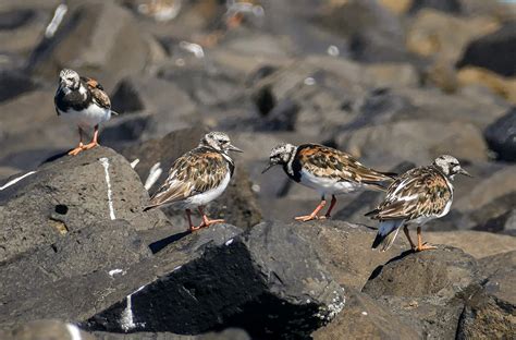 Turnstones Birds Rocks - Free photo on Pixabay - Pixabay